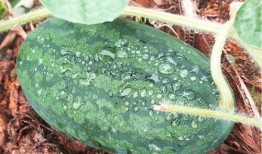 莆田免费吃瓜,共享清凉夏日时光